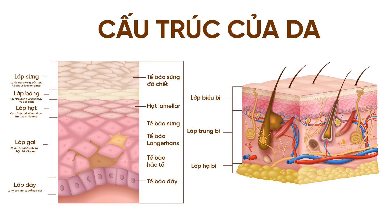 cấu trúc hệ miễn dịch da